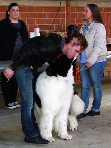 121021_20_b_klubsiegerschau_alsfeld.jpg
