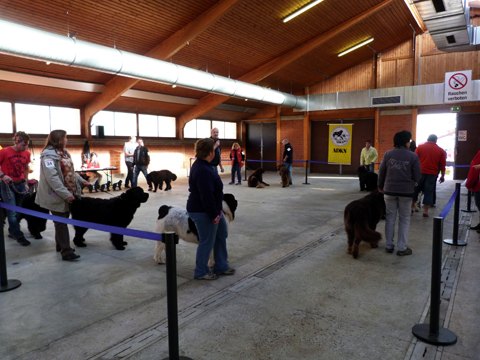 121021_31_b_klubsiegerschau_alsfeld.jpg