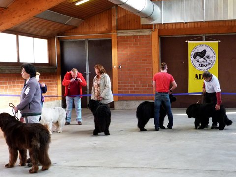 121021_37_b_klubsiegerschau_alsfeld.jpg