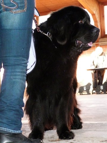 121021_66_b_klubsiegerschau_alsfeld.jpg