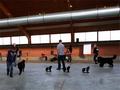 121021_01_b_klubsiegerschau_alsfeld.jpg