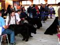121021_07_b_klubsiegerschau_alsfeld.jpg