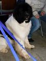 121021_08_b_klubsiegerschau_alsfeld.jpg