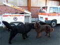 121021_14_b_klubsiegerschau_alsfeld.jpg