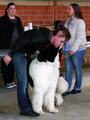 121021_20_b_klubsiegerschau_alsfeld.jpg