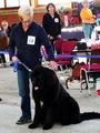 121021_23_b_klubsiegerschau_alsfeld.jpg