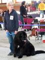 121021_24_b_klubsiegerschau_alsfeld.jpg