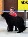 121021_32_b_klubsiegerschau_alsfeld.jpg