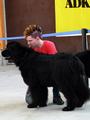 121021_33_b_klubsiegerschau_alsfeld.jpg