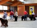 121021_37_b_klubsiegerschau_alsfeld.jpg