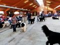 121021_70_b_klubsiegerschau_alsfeld.jpg