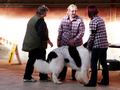 121021_75_b_klubsiegerschau_alsfeld.jpg