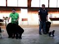 121021_81_b_klubsiegerschau_alsfeld.jpg