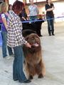 121021_87_b_klubsiegerschau_alsfeld.jpg