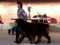 121021_89_b_klubsiegerschau_alsfeld.jpg