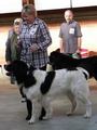 121021_94_b_klubsiegerschau_alsfeld.jpg